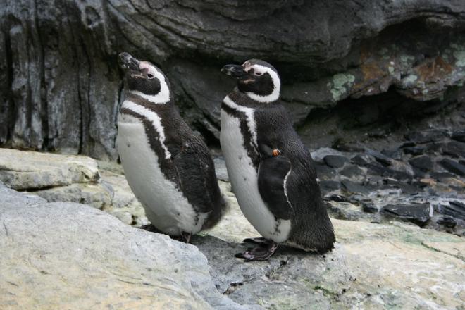 Oceanário