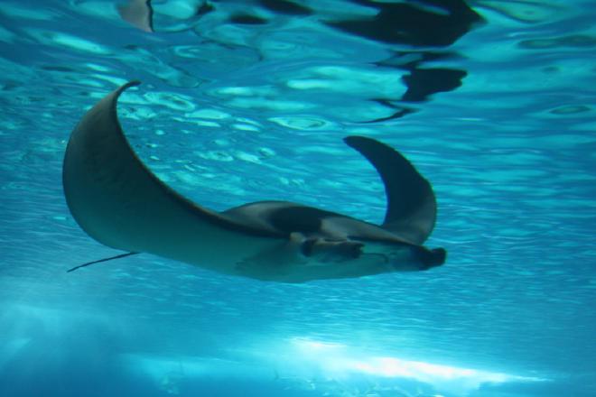 Oceanário