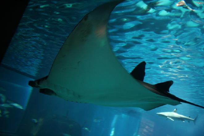 Oceanário