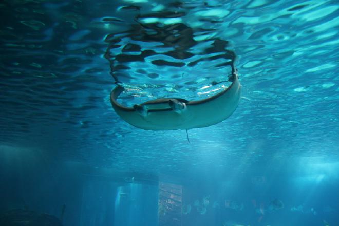 Oceanário