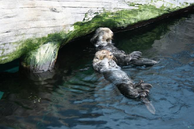 Oceanário