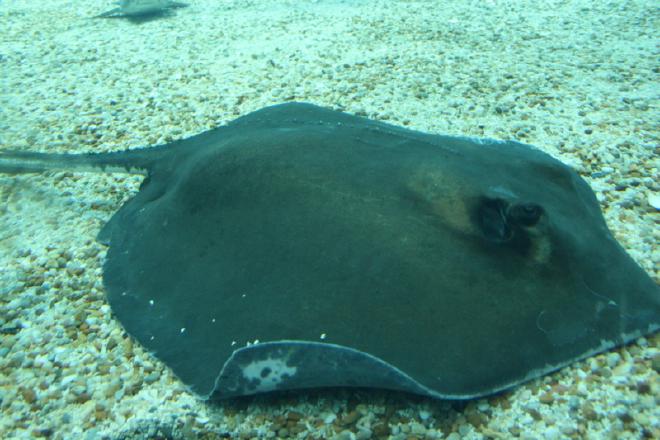Oceanário
