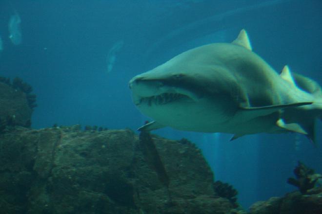 Oceanário