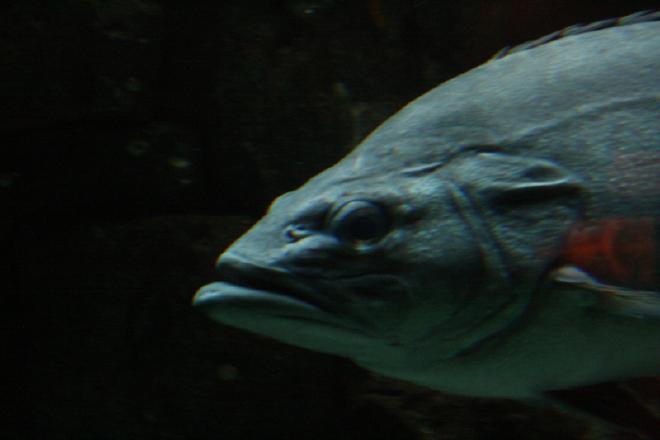 Oceanário
