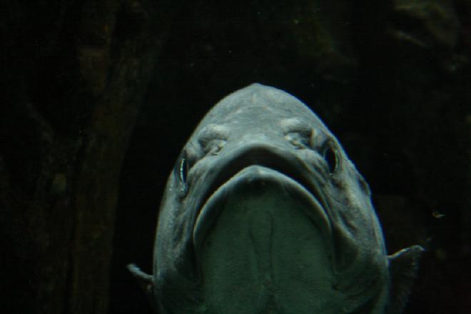 Oceanário