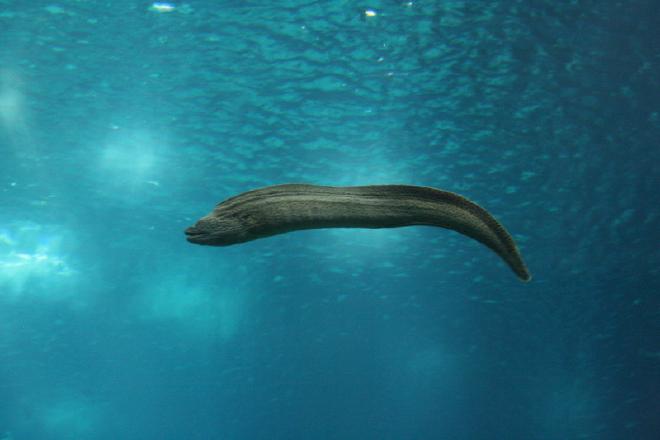 Oceanário