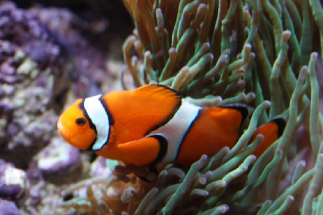 Oceanário